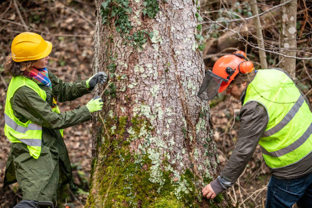 Best Tree Removal  in Wallace, ID