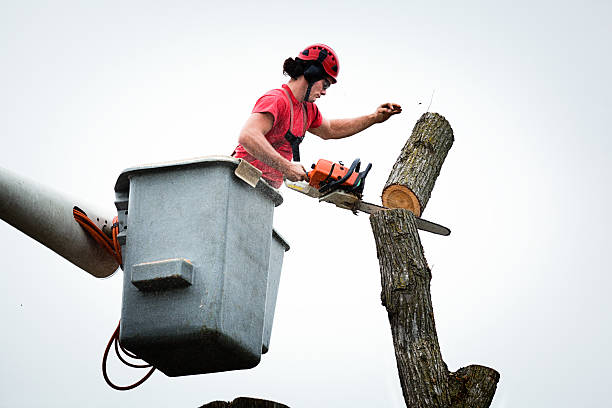 Trusted Wallace, ID Tree Services Experts